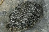 Rare Gondwanaspis Trilobite - Issoumour, Morocco #317770-5